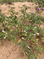 Datura quercifolia