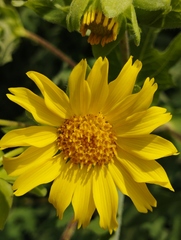 Smallanthus maculatus