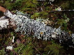 Hypogymnia duplicata