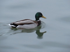 Anas platyrhynchos