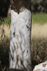 Eucalyptus camaldulensis arida