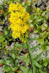 Solidago puberula