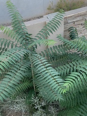 Ailanthus altissima