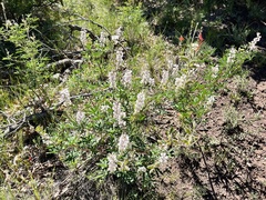 Lupinus sericeus