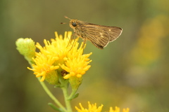 Panoquina errans