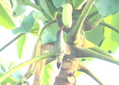 Chrysuronia versicolor