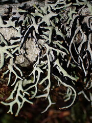 Hypogymnia duplicata