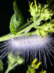 Erebidae