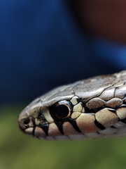 Thamnophis scalaris