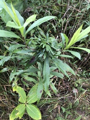 Solidago gigantea
