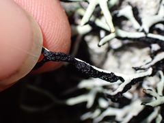 Hypogymnia duplicata