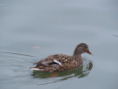 Anas platyrhynchos