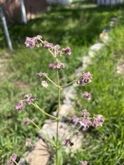 Mirabilis