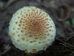 Pholiota squarrosoides