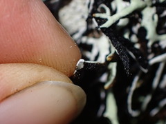 Hypogymnia duplicata