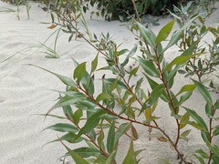 Salix lucida