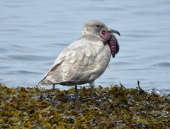 Larus glaucescens