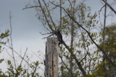 Melanerpes portoricensis