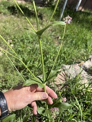 Mirabilis