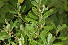 Lyonia ligustrina