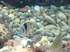 Diplodus vulgaris