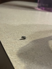 Diptera
