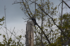 Melanerpes portoricensis