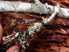 Hypogymnia hultenii