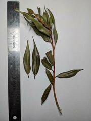 Salix lucida