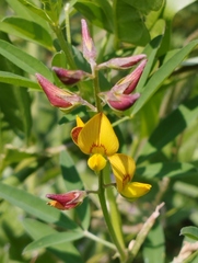Crotalaria pumila