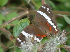 Anartia fatima