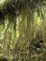 Pseudisothecium stoloniferum