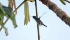 Chrysuronia versicolor