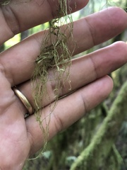 Pseudisothecium stoloniferum