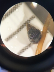 Bittiolum alternatum