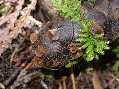 Ciboria rufofusca