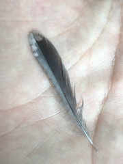 Troglodytes pacificus