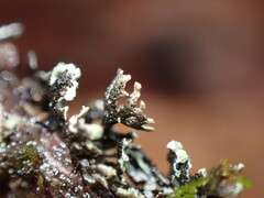 Hypogymnia hultenii