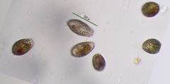Colepidae
