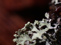 Hypogymnia hultenii