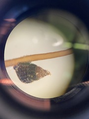 Bittiolum alternatum