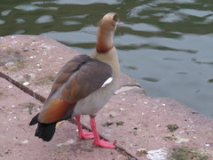 Alopochen aegyptiaca