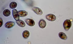 Colepidae