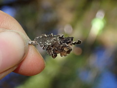 Pseudocyphellaria mallota