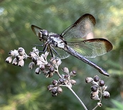 Libellula