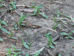 Chortophaga australior