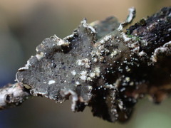 Pseudocyphellaria mallota