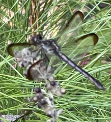 Libellula