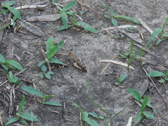 Chortophaga australior