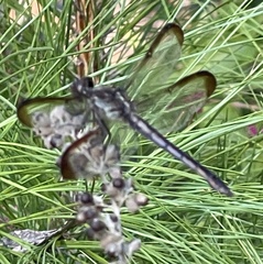Libellula